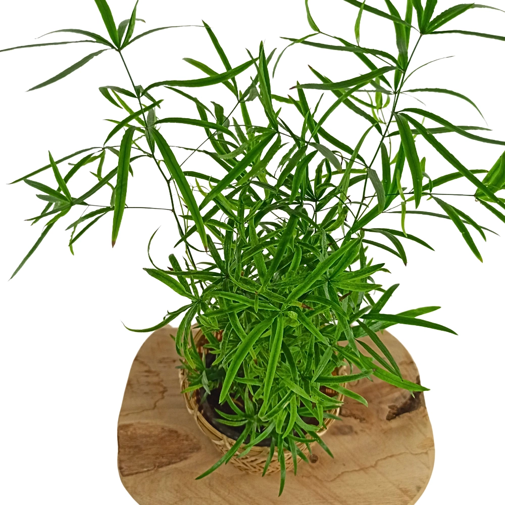 Asparagus Falcatus C1,2