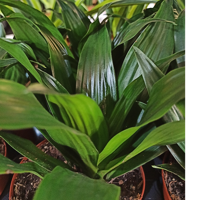 Dracena Compacta Dracaena fragrans C1,2