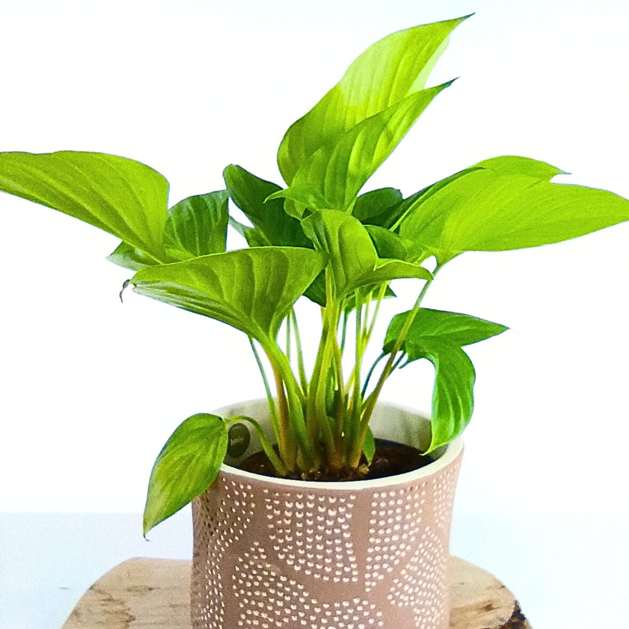 Homalomena Lemon Lime C1,4