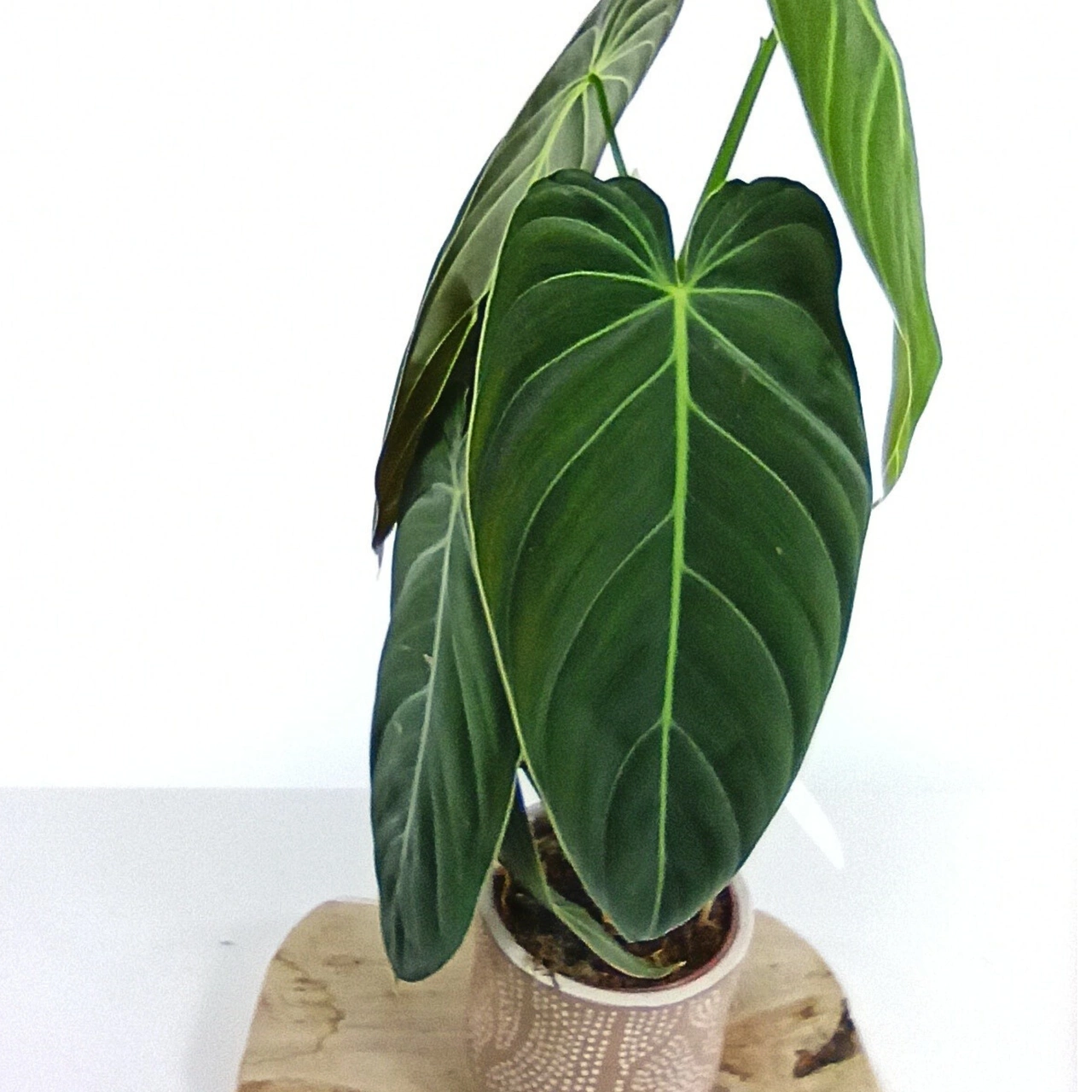 Philodendron Melanochrysum C1,2
