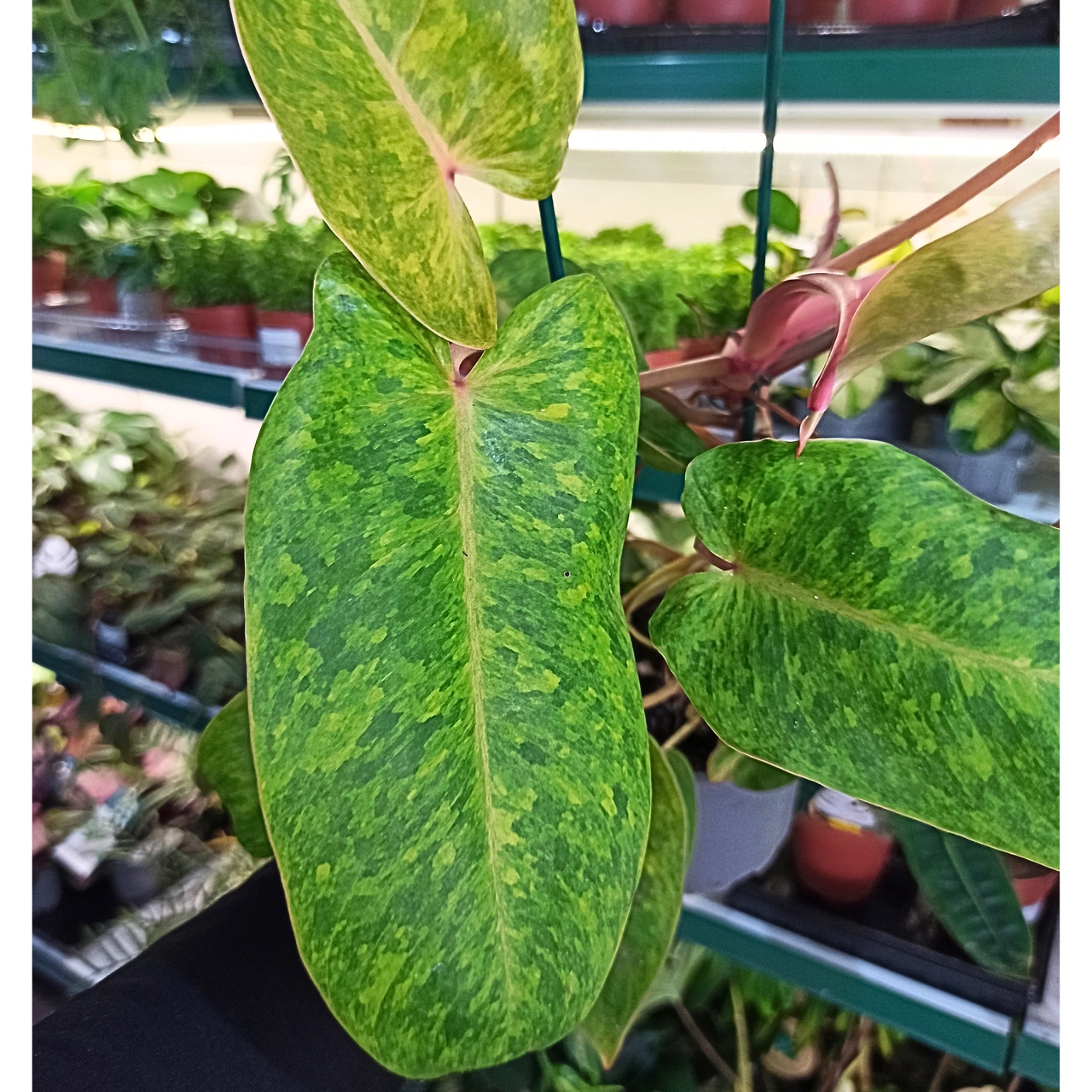 Philodendron Painted Lady C1,2