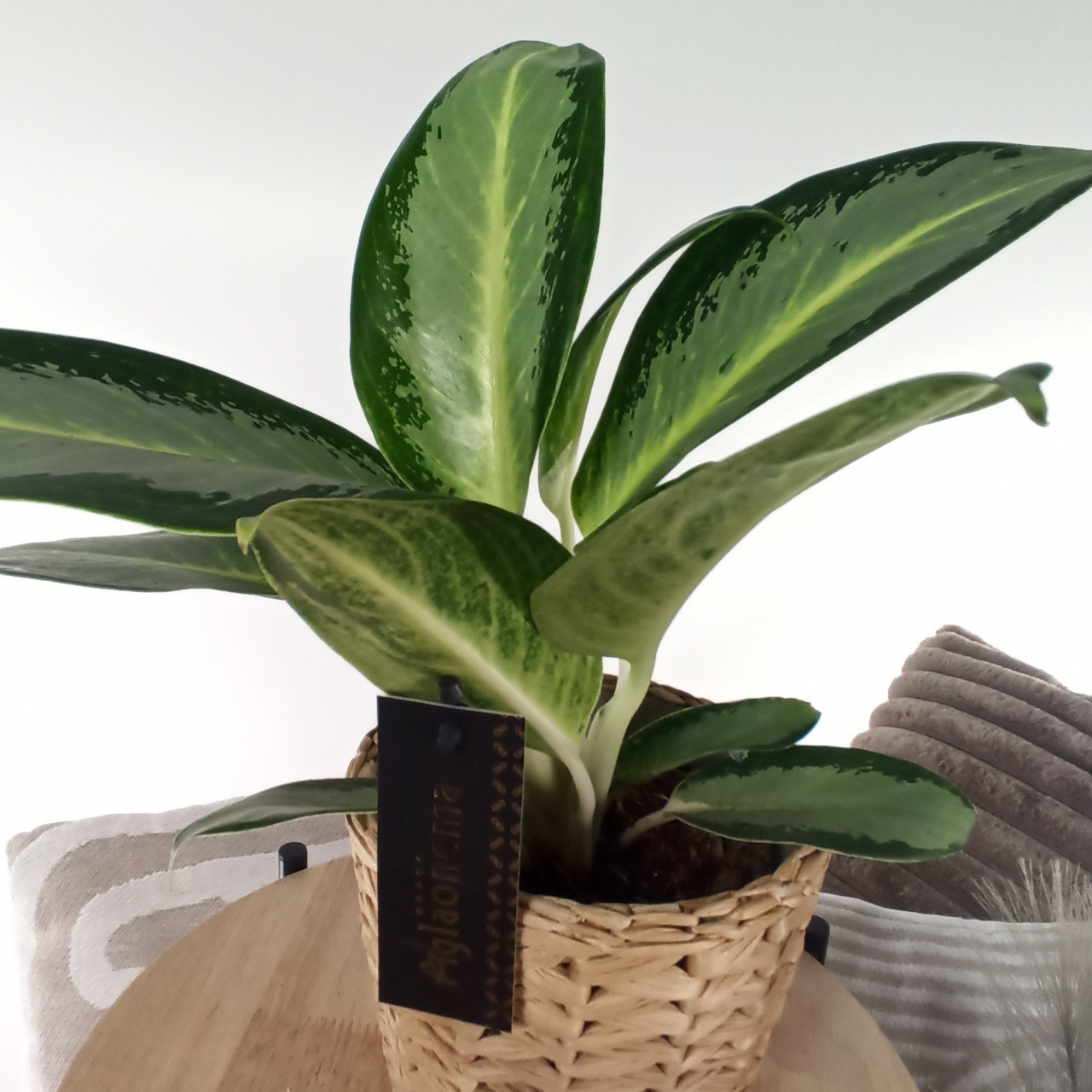 Aglaonema Silver Blue C1,2