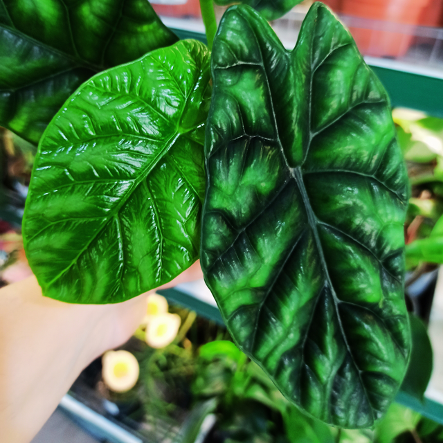 Alokazja Sinuata Alocasia C1,2