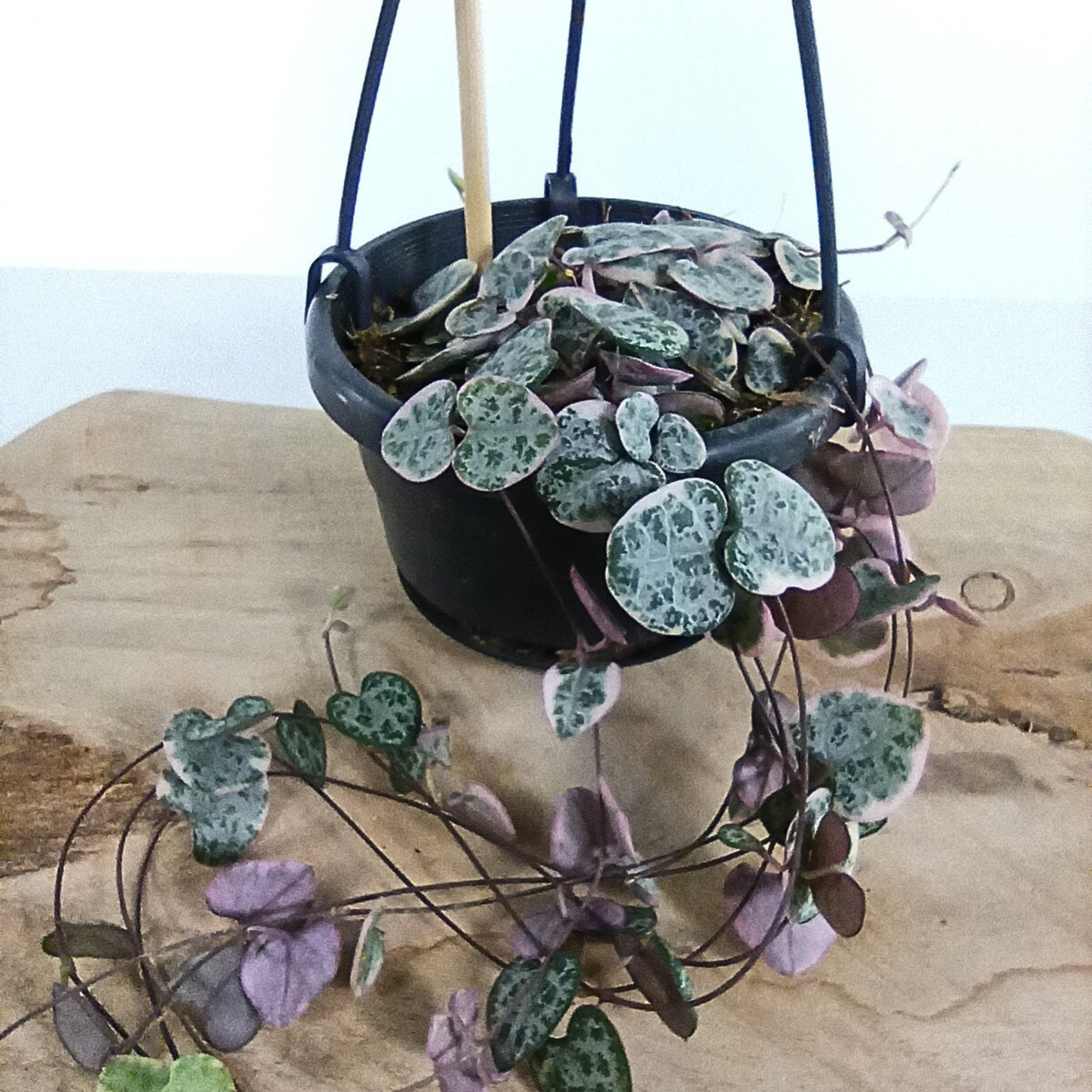 Ceropegia woodii variegata C1,0