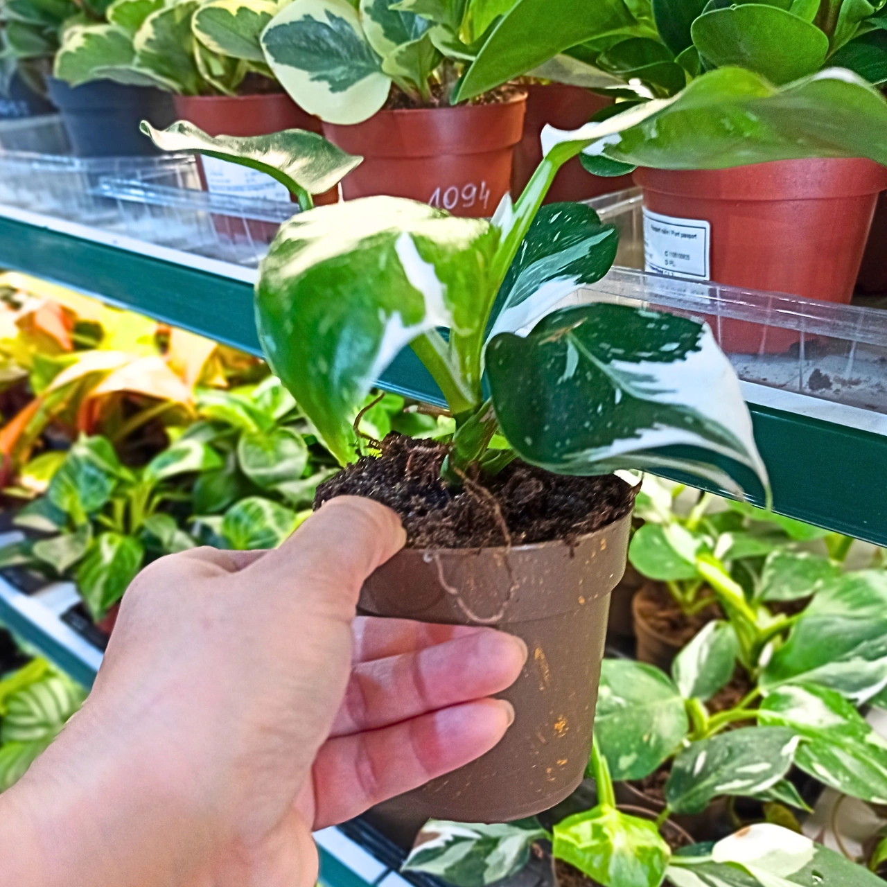Aglaonema Peach Pearl C1,2