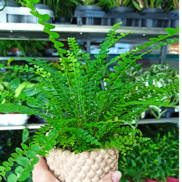 Nephrolepis cordifolia Duffii C1,2