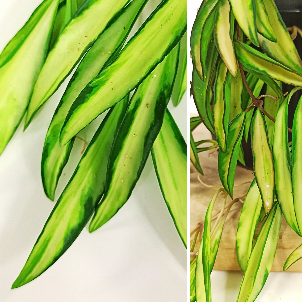 Aglaonema Peach Pearl C1,2