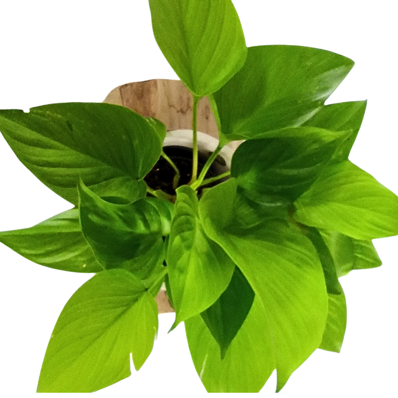 Homalomena Lemon Lime Czermiówka C1,4