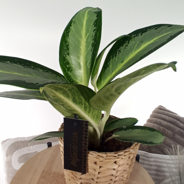 Aglaonema Silver Blue C1,2