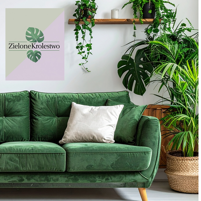 Sansevieria zeylanica C1,2