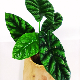 Alocasia Sinuata V1,2