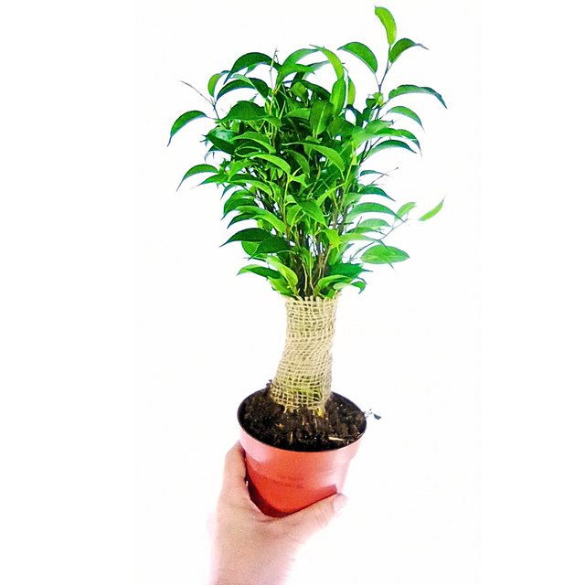 Fikus benjamina Ficus Benjamin C1,2