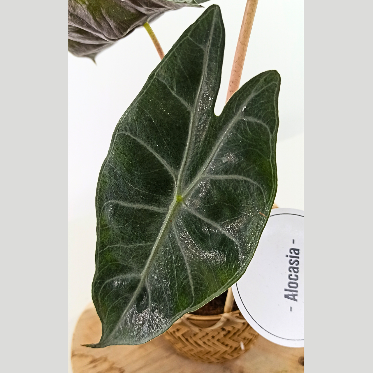Alokazja Pink Dragon Alocasia C1,2