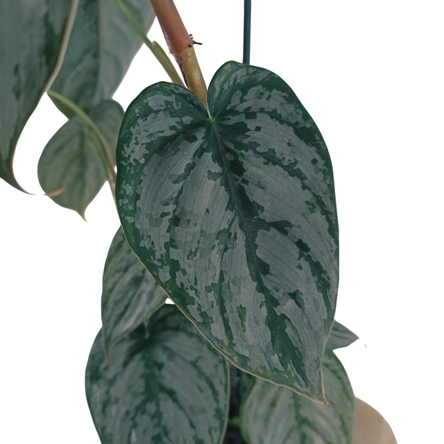 Filodendron brandtianum Philodendron C1,2