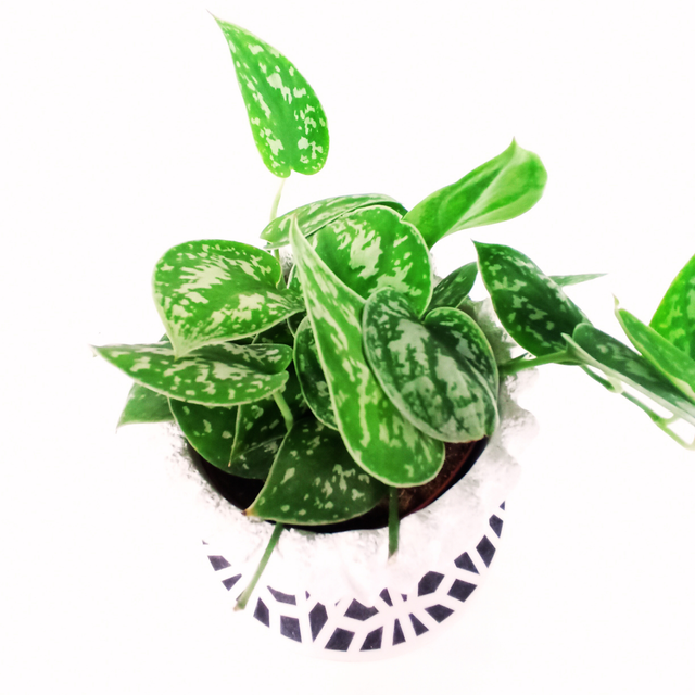 Scindapsus pictus Argyraeus C1,2