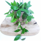 Hoya gracilis C1,4