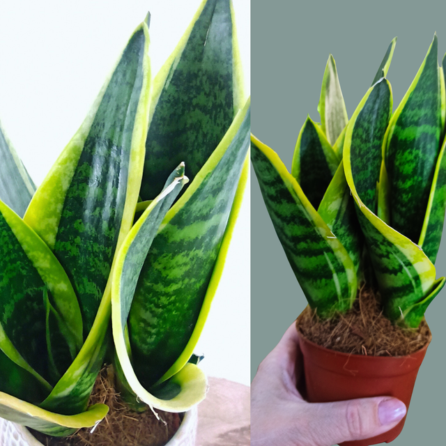 Sansewieria Futura Superba Sansevieria C0,9
