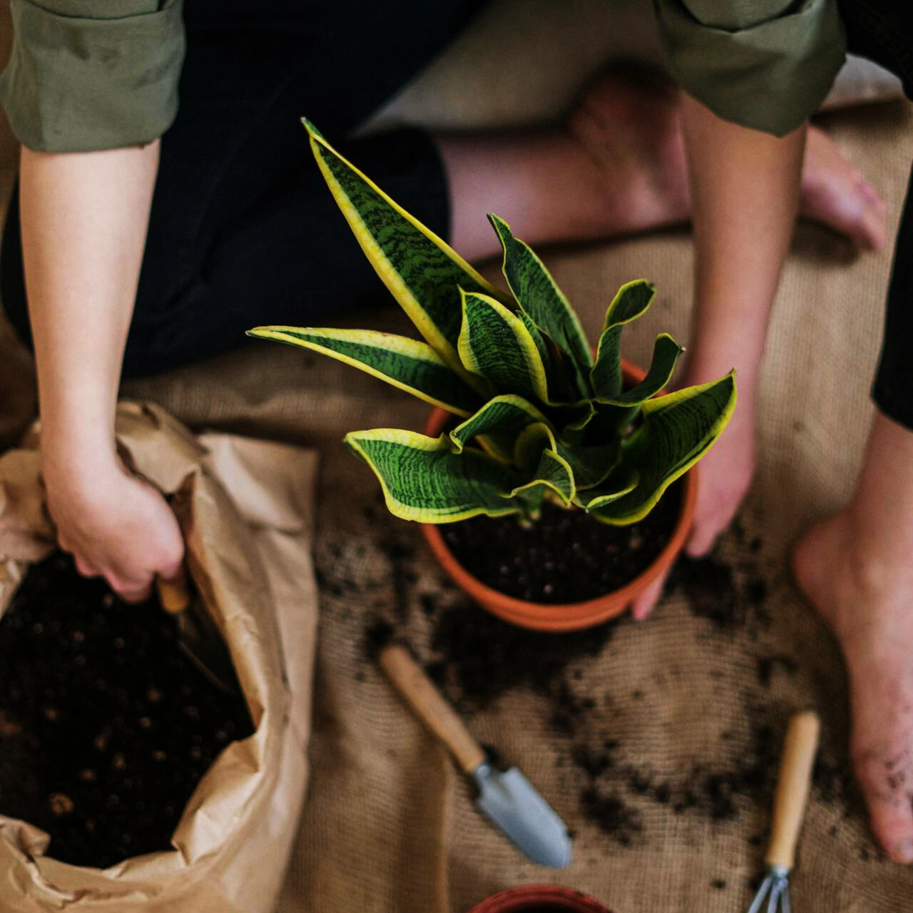 Sansevieria Futura Superba C0,9