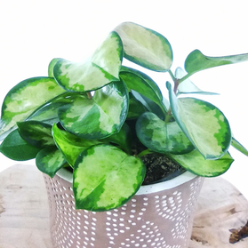 Hoya australis Lisa australijska C1,2