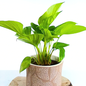 Homalomena Lemon Lime Czermiówka C1,4