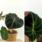 Alokazja Black Velvet Alocasia C1,2