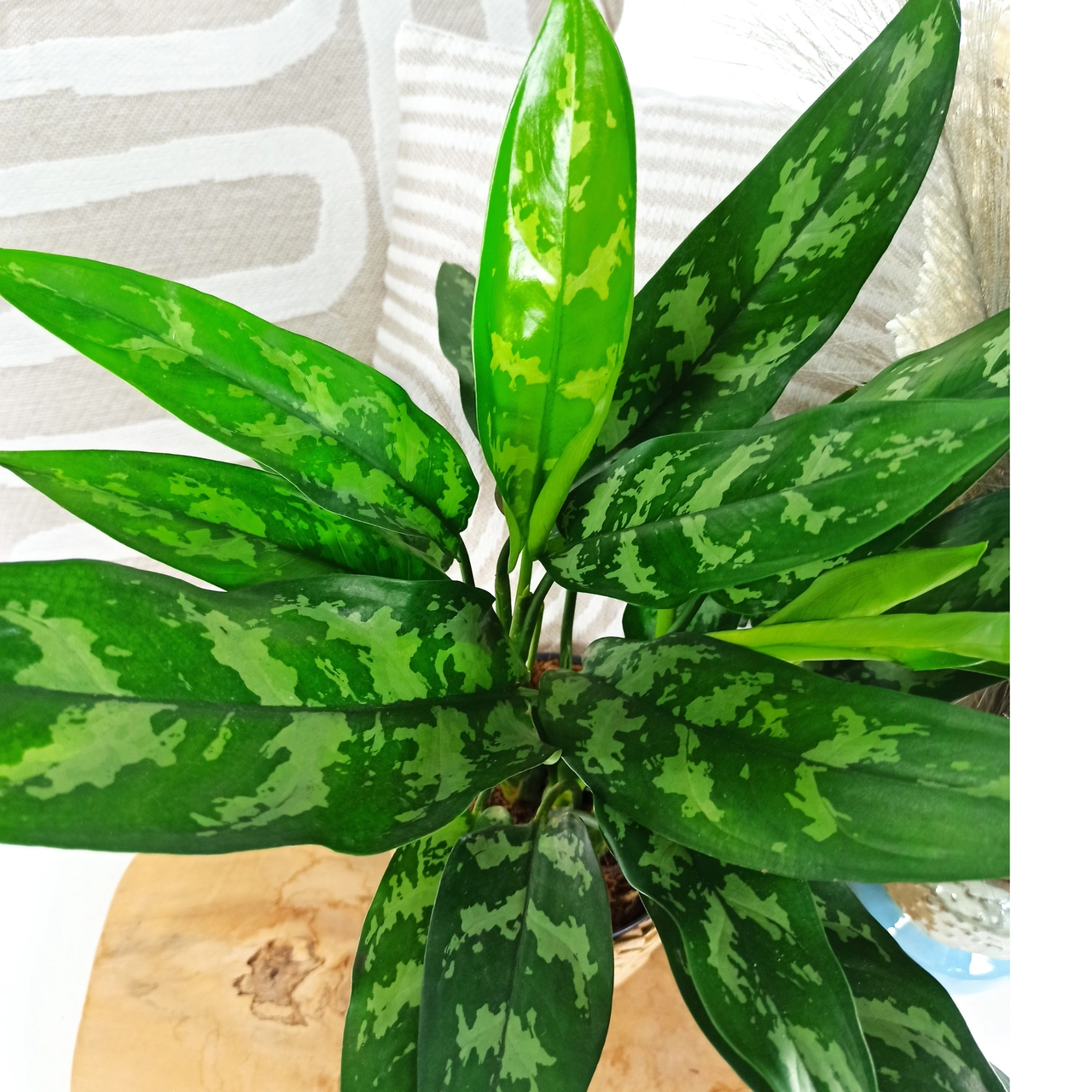 Aglaonema Maria C1,4