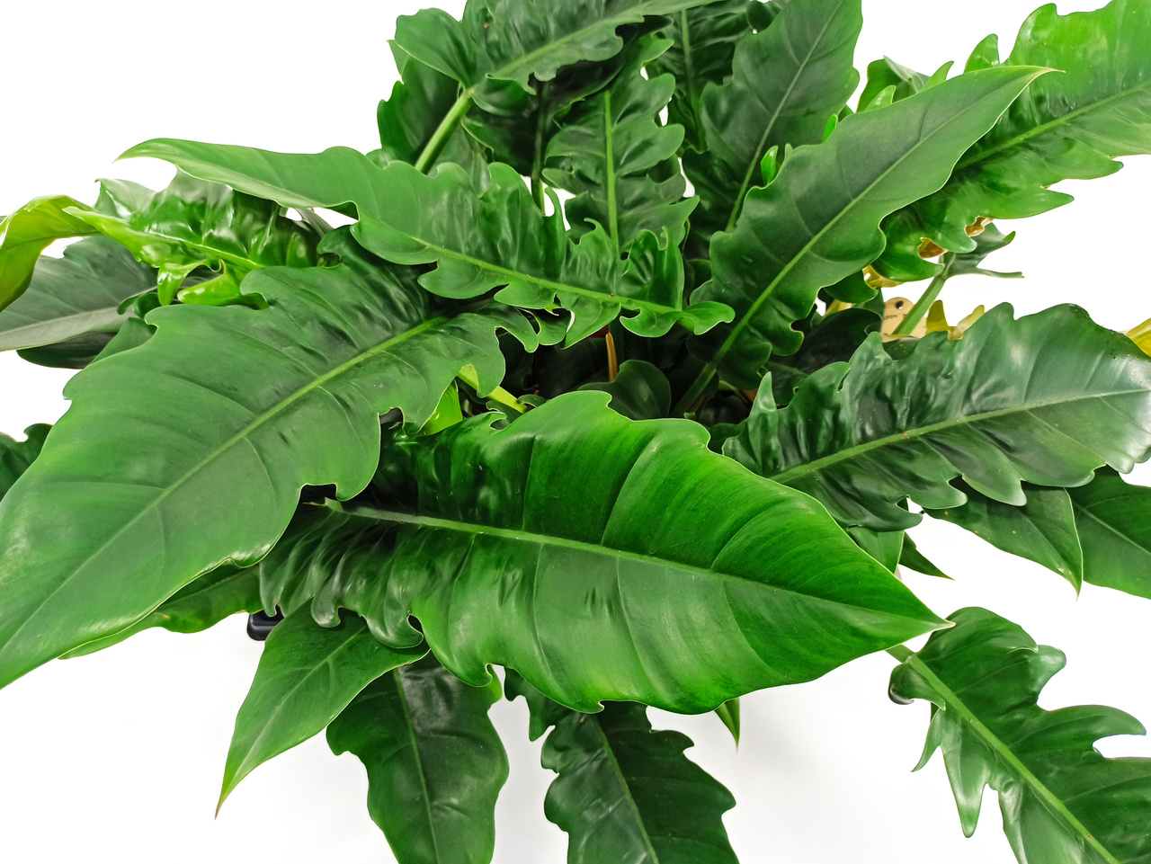 Philodendron Narrow C1,2
