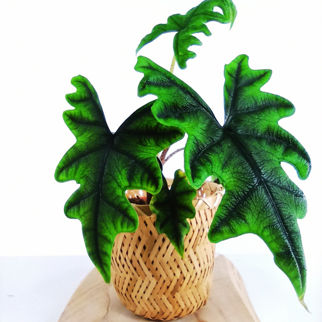 Aglaonema Peach Pearl C1,2