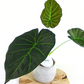 Alokazja Regal Shields Alocasia C1,2