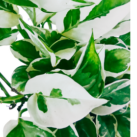 Epipremnum pinnatum N'JOY C0,9