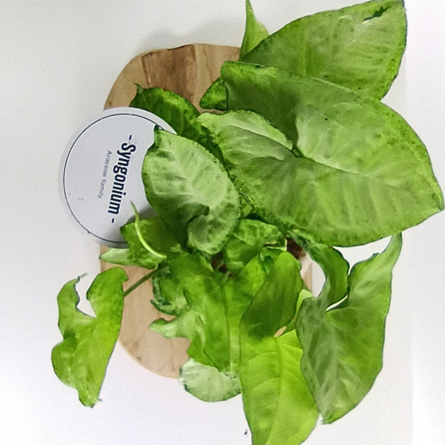 Syngonium White Butterfly Zroślicha C1,2