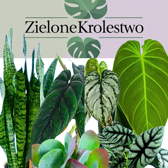 Monstera Minima C1,2