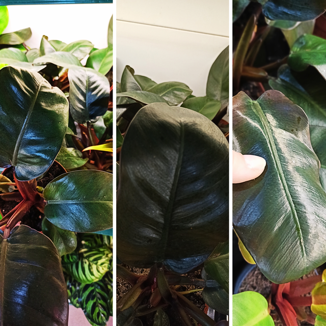 Filodendron Black Cardinal Philodendron C1,2
