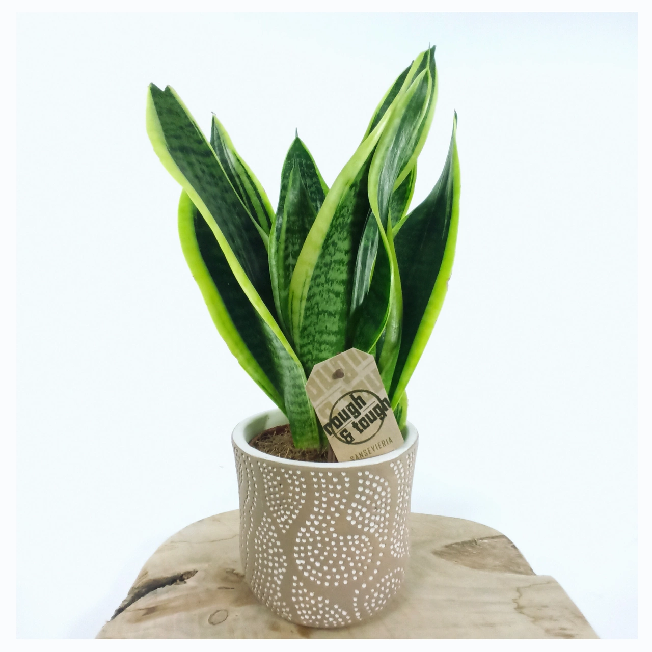 Aglaonema Peach Pearl C1,2