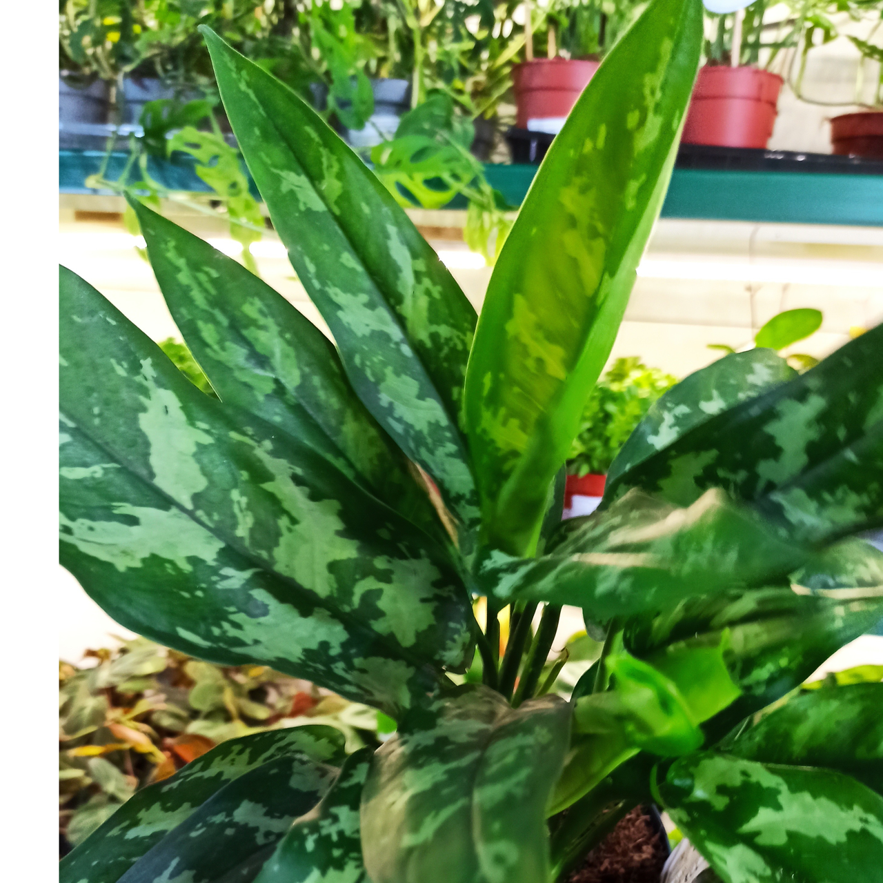 Aglaonema Maria C1,4