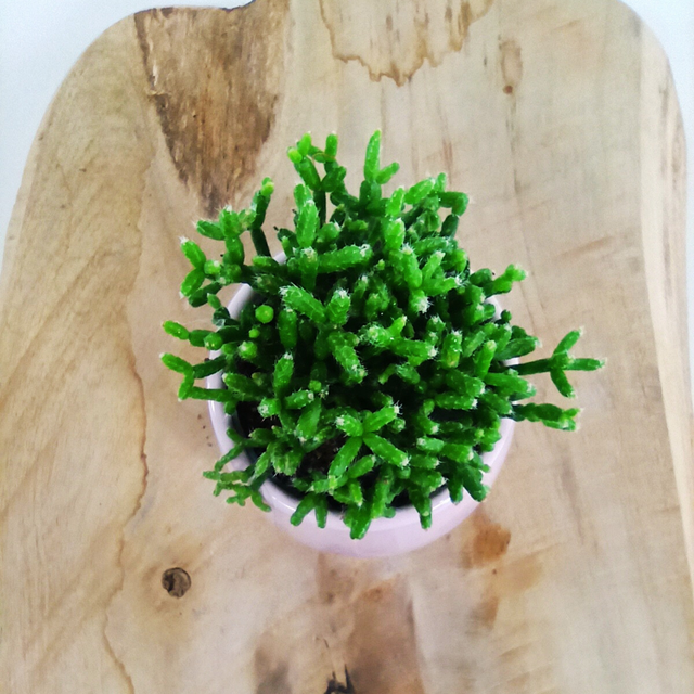 Patyczak Rhipsalis cereuscula C0,6