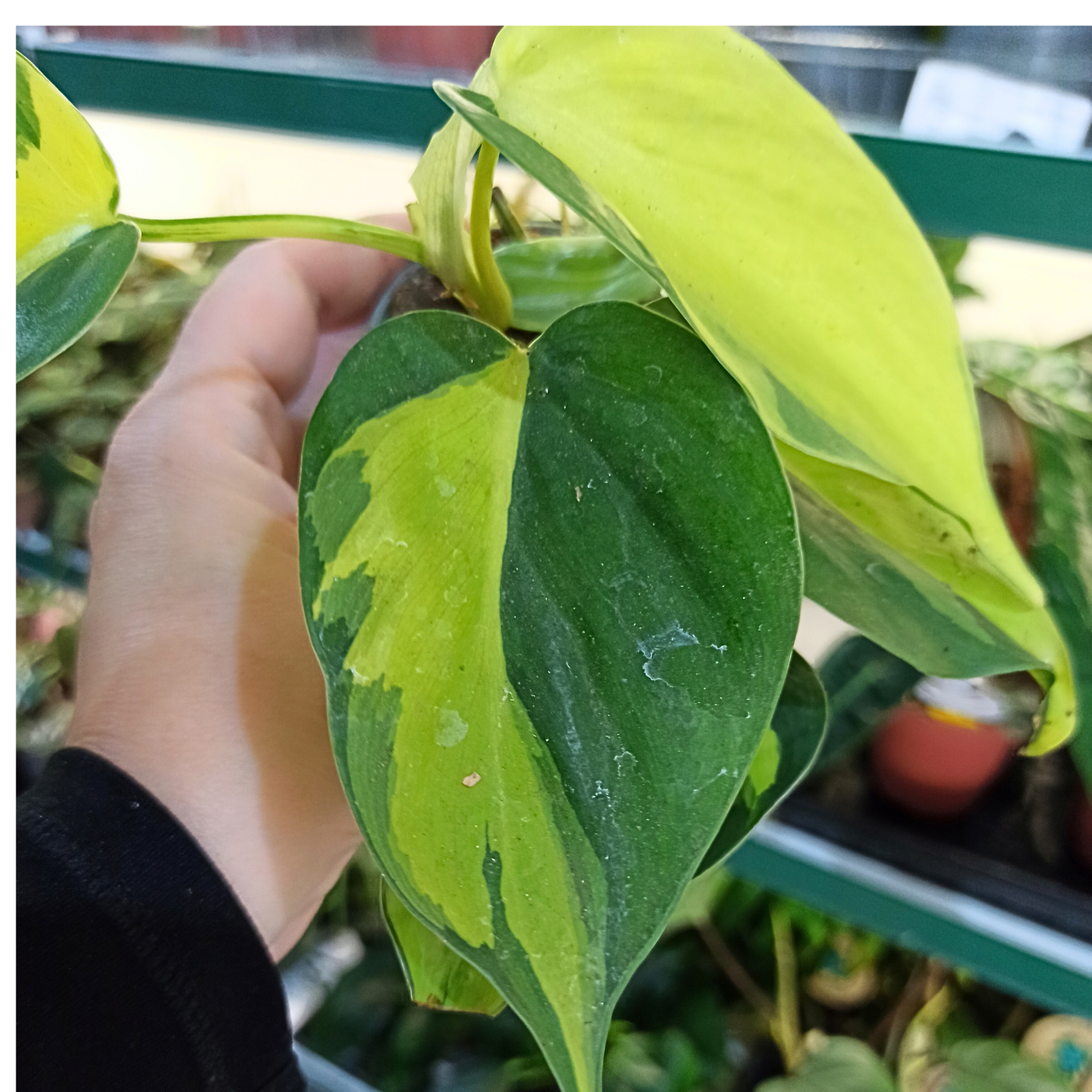 Philodendron Brasil C0,6