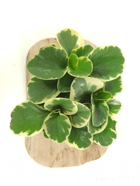 Peperomia obtusifolia variegata C1,2