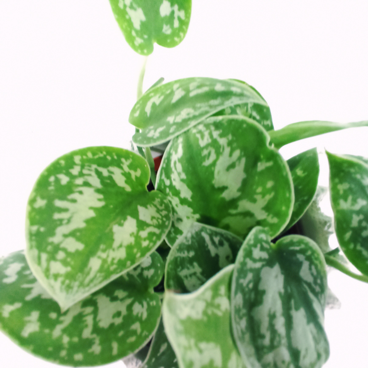 Scindapsus pictus Argyraeus C1,2