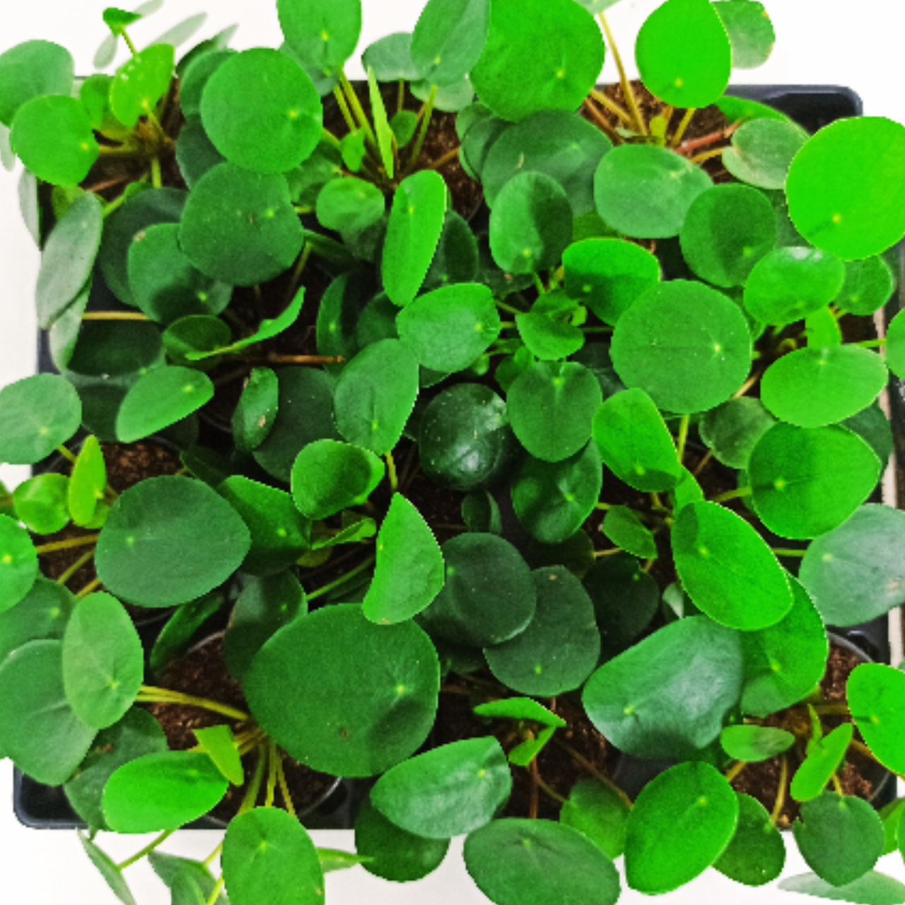 Pilea peperomioides C0,6