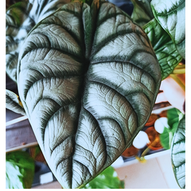 Alokazja Silver Dragon Alocasia C1,2