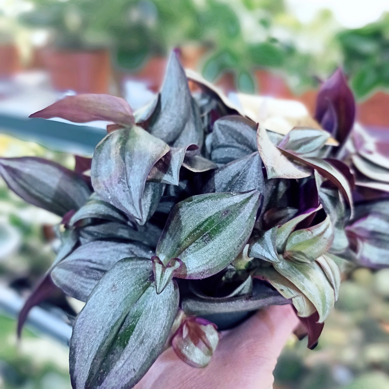 Tradescantia Zebrina C1,2