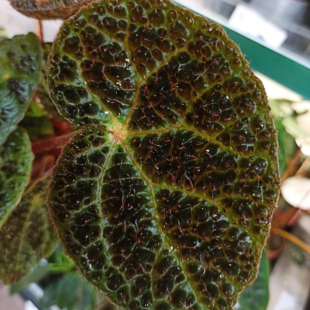 Begonia Ferox C1,2