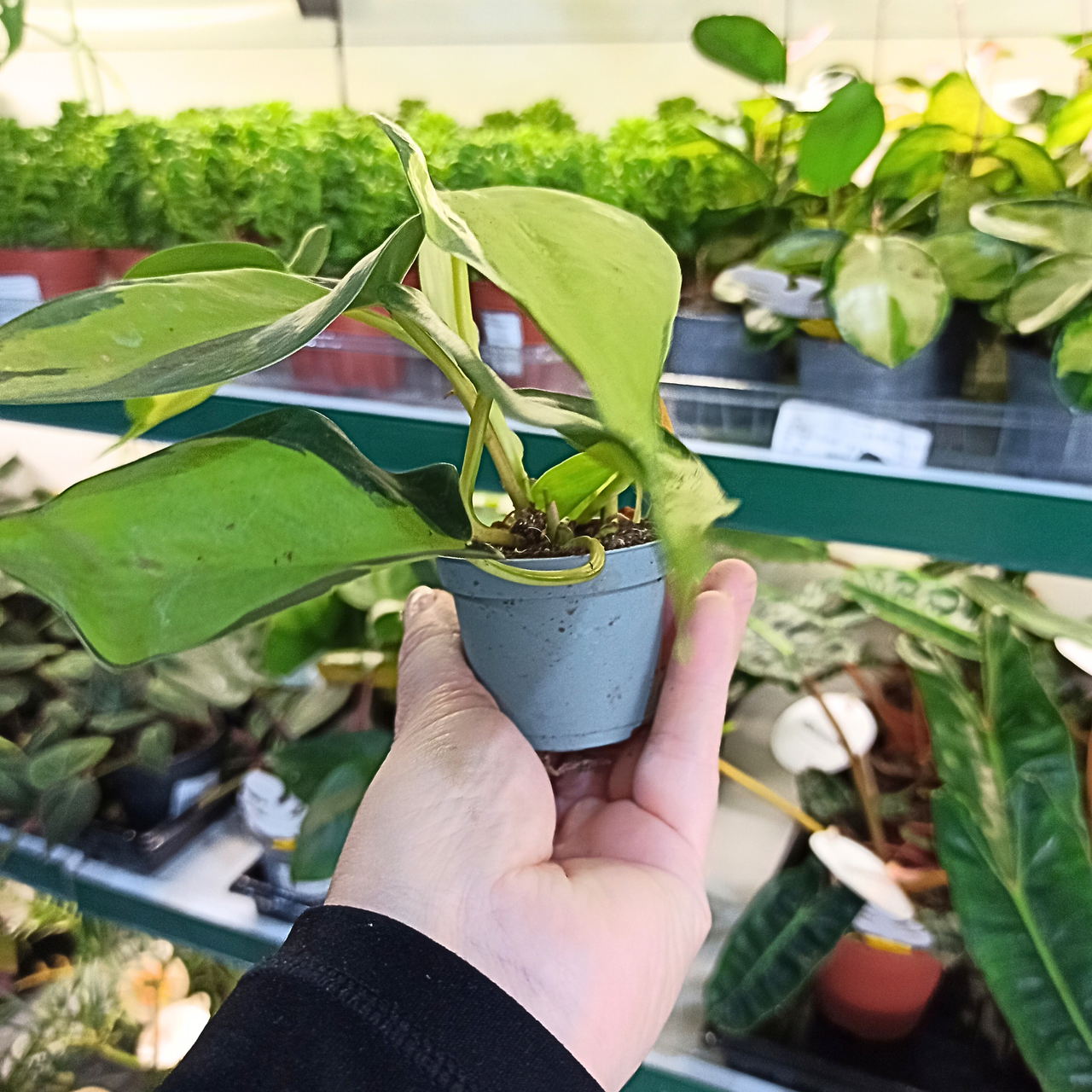 Filodendron Brasil Philodendron C0,6