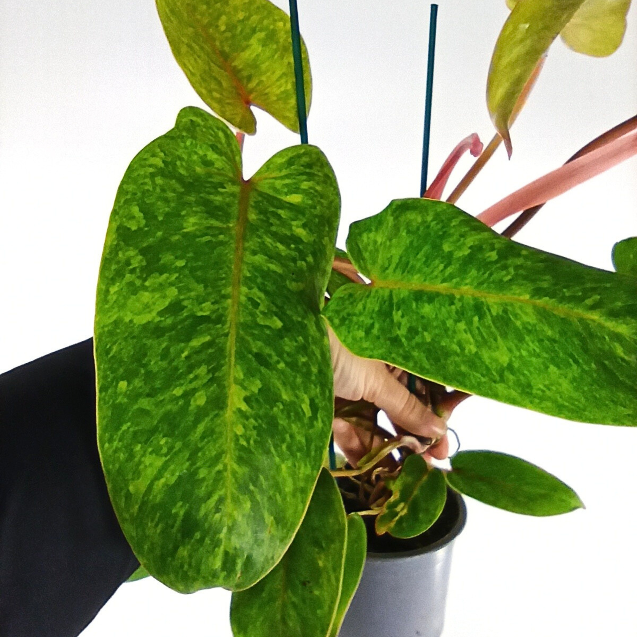 Filodendron Painted Lady Philodendron C1,2