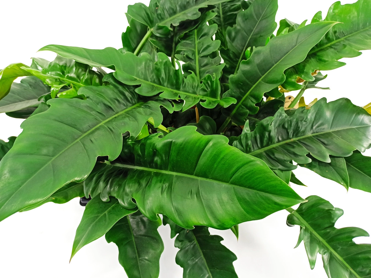 Philodendron Narrow C1,2