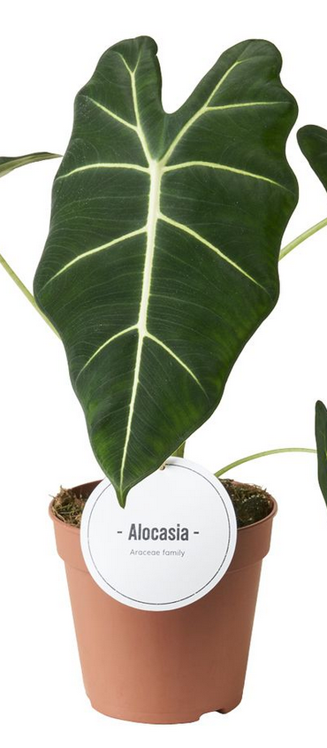 Alokazja Frydek Alocasia C1,2