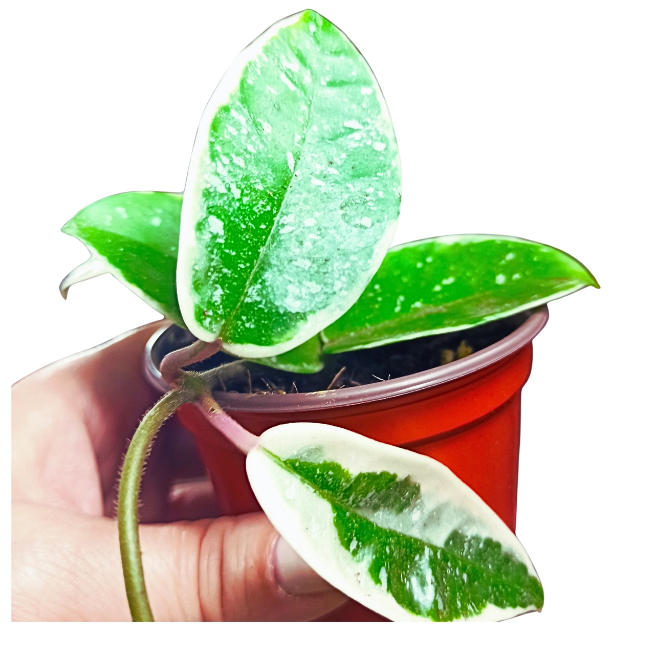 Aglaonema Peach Pearl C1,2