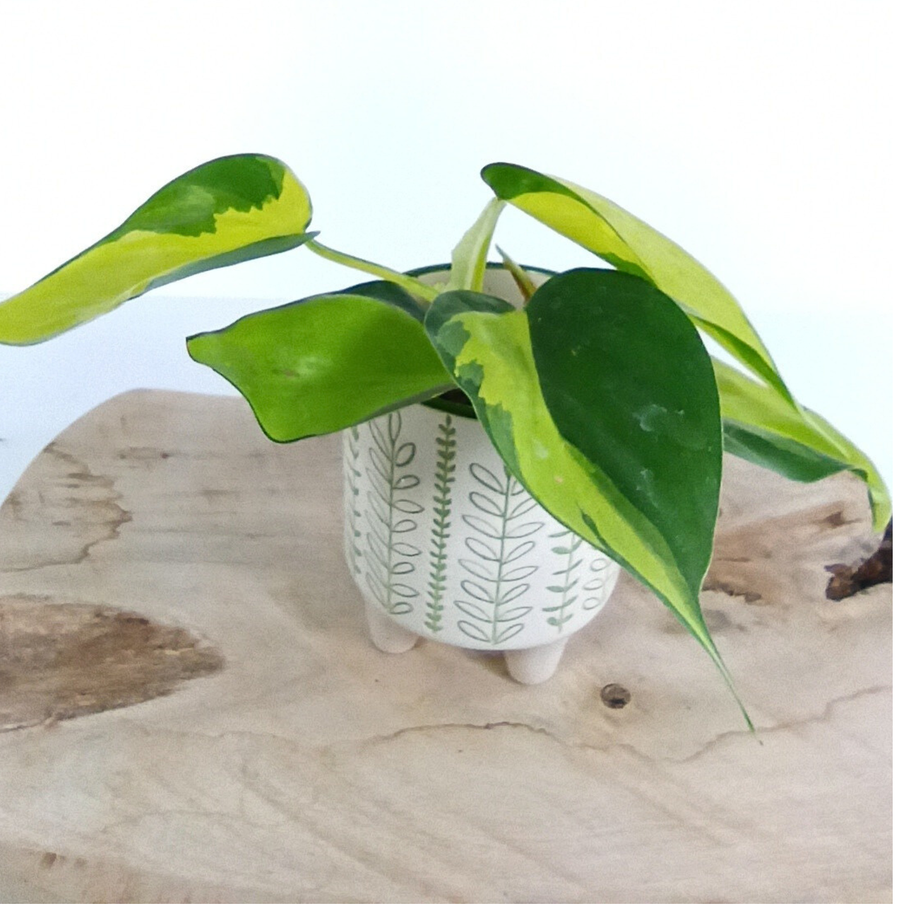 Philodendron Brasil C0,6