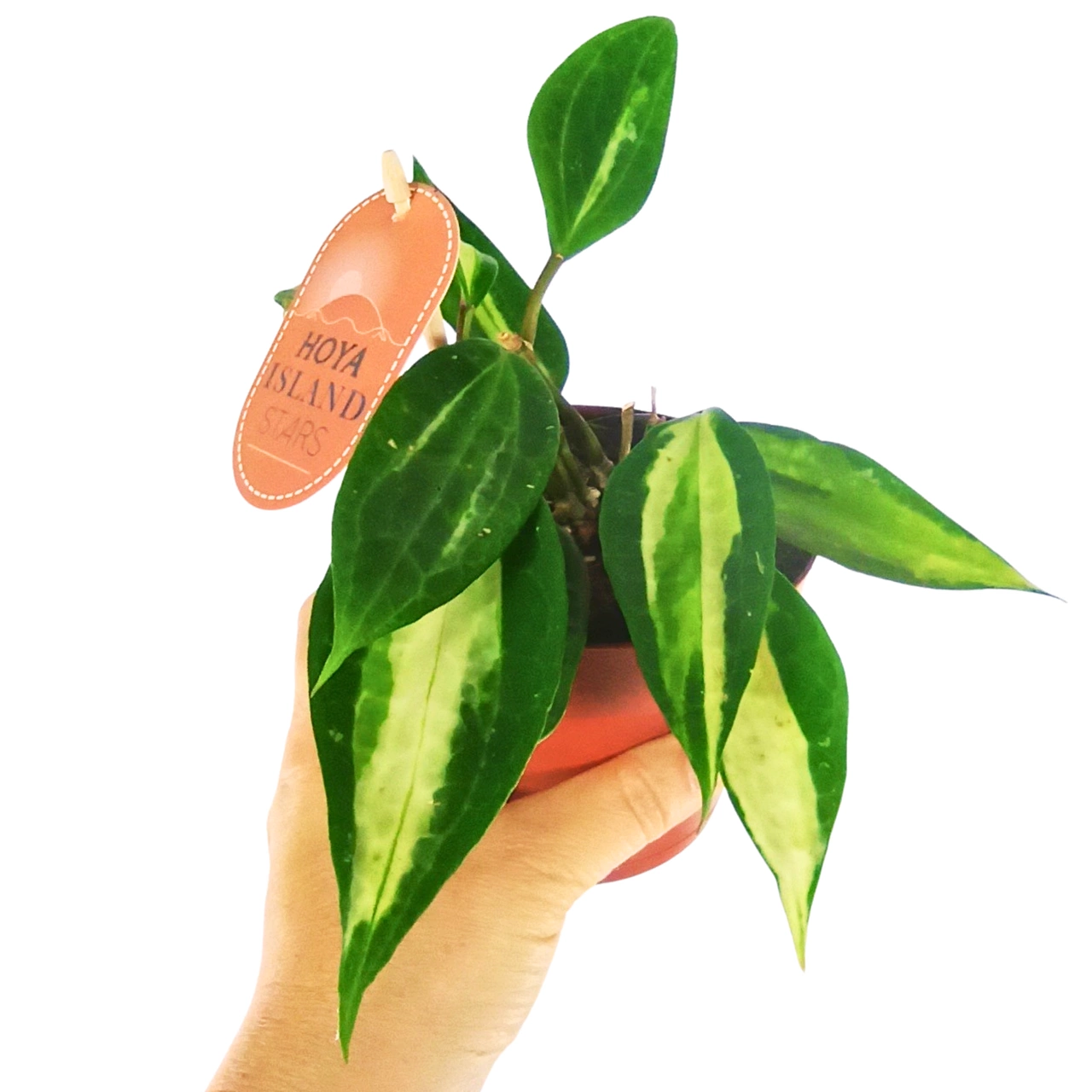 Hoya Pot of Gold C1,2